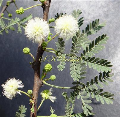  Branch